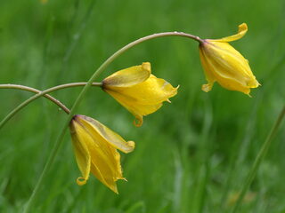 Zo zijn wilde tulpen in Noord Europa terechtgekomen
