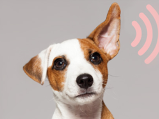 Podcastprijs voor jong talent: meer inzendingen dan ooit tevoren