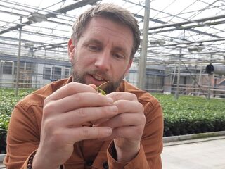 Thee van Nederlandse bodem is de toekomst