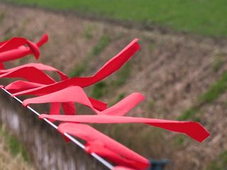 Wolf vs. schaap: is het fladderlint de oplossing?