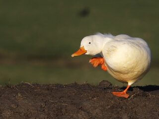 Eendjes voeren in Rotterdam wordt verboden