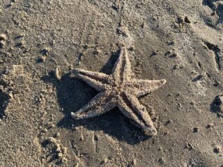 Nederlandse stranden bezaaid met zeesterren