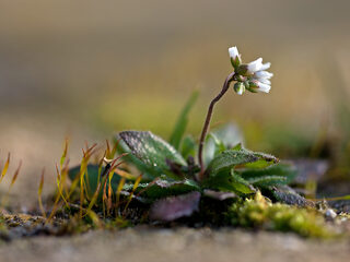 Gebruik geen azijn tegen (on)kruid in de tuin!