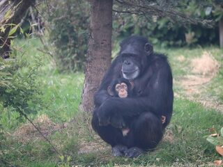 Van chimpansees tot pissebedden: culturele verschillen komen voor bij allerlei groepen dieren