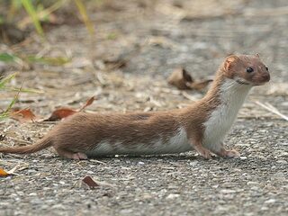 De hermelijn trekt zijn koninklijke jas aan