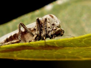 Knut die blauwtong overbrengt houdt niet van natte natuur