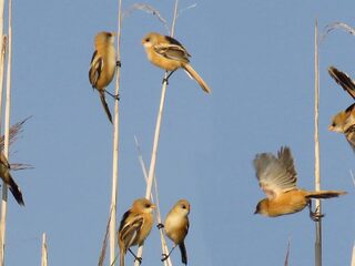 Deze profwielrenners vogelen tijdens het fietsen