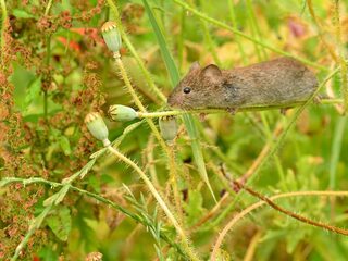 Niets is vanzelfsprekend in de natuur: alles kan misgaan