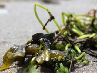 Zeewier: het voedsel van de toekomst. 'Het barst van de voedingsstoffen en van de smaak.'