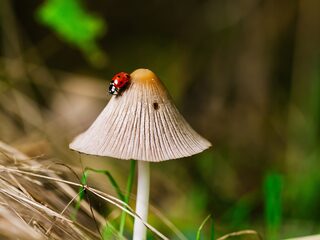 Biodiversiteit gaat hard achteruit, dus goede afspraken zijn essentieel