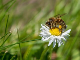 Minder spullenhonger, meer bijen in de tuin!