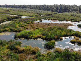 Vroege Vogels viert het 600-jarig bestaan van de Biesbosch