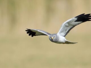 Bovengemiddeld veel blauwe kiekendieven in Nederland