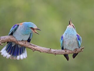 Hoe noem je heimwee naar een vakantieplek?