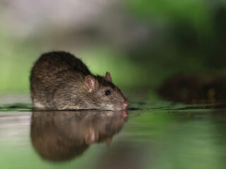 Ratten niet meer bestrijden met gif: 'Sluit vriendschap met jouw plaagdier'
