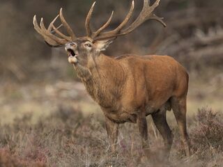 Edelherten zijn aan het burlen: ‘Het zijn echte macho’s’