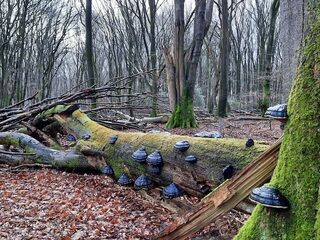 Omgevallen bomen kun je beter laten liggen en dit is waarom