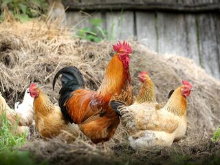 Angelo Dorny: 'Mensen weten niet dat je ook met kippen een warme band op kunt bouwen'