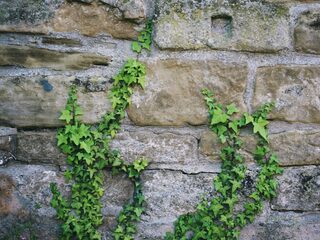 'Kracht van klimop maakt duidelijk dat wij te gast zijn op deze planeet'
