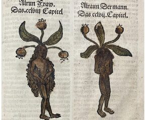 Krijsende plant van Harry Potter is niet zomaar een verzinsel