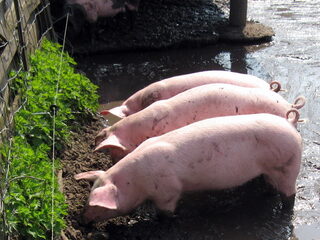 Nog steeds varkens met hittestress