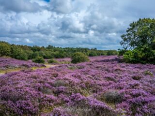 Hoe beschermen én genieten we van natuurgebieden?