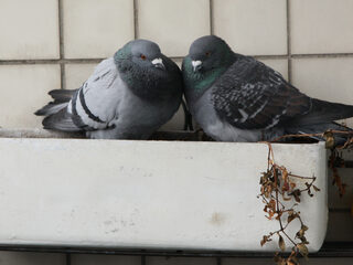 'Tradities en gewoontes: dieren, vogels en mensen houden er allemaal van'