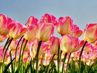 Bestrijdingsmiddelen bij bloementeelt: 'Er ligt een deken van gif over Nederland'