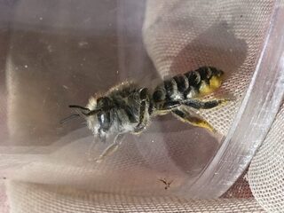 Dit racende insect heet het formule 1-bijtje