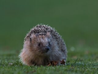 Doe mee aan de egeltelling!