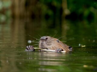 Als de bever een gevaar is voor de waterveiligheid in Limburg, moet hij dan afgeschoten worden?