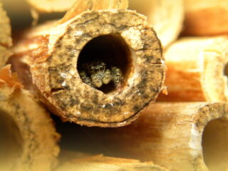 Insectenhotels: worden ze bewoond of zijn ze er voor de groene bühne?