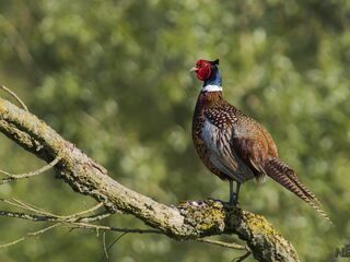 Plezierjacht op verschillende soorten blijft toegestaan ondanks afname populatie