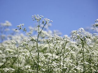 Fenolijn brengt klimaatverandering haarfijn in beeld