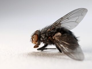 Alledaagse Vragen - Hebben vliegen pijn als ze tegen het raam botsen?