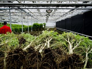 'Arbeidsmigratie ontslaat werkgevers van plicht om personeel meer te betalen'