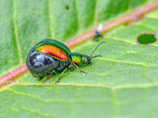 Tips voor een soortenrijke tuin: 'Maak hem nooit winterklaar'