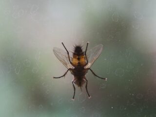 1000 huisgenoten: deze diertjes wonen in je huis