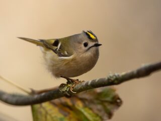 Goudhaantjes weer volop te zien en te horen