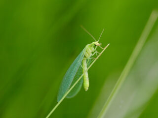Stem voor het Insect van het Jaar 2023!