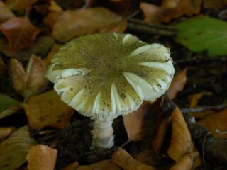 Aantrekkingskracht van gif: 'Hoe kon ik het uitproberen?'