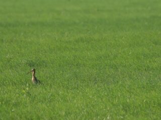 Vervang gazon niet voor kunstgras!
