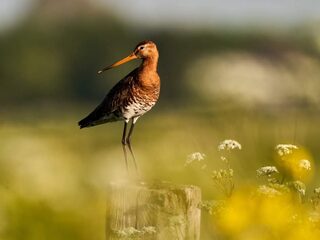 Weidevogelvriendelijk zuivel is herkenbaar aan dit label