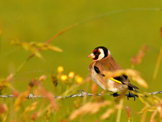 Goudvink is geen 'goldfinch': taal zorgt voor verwarring in benaming planten en dieren