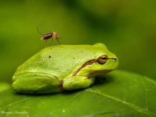 Geef muggen minder kans om te steken: maak van jouw vijver geen broedplek