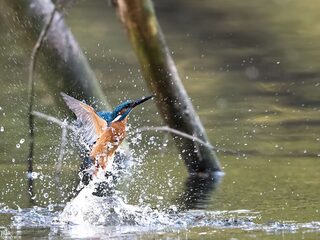 Nederlandse waterkwaliteit is niet goed: wat is er aan te doen?
