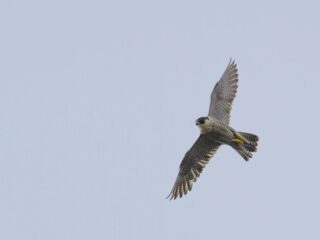 Slechtvalk in Amsterdam: op de brandweerladder vogelspotten