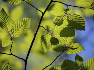 De beukenboom heeft het moeilijk door klimaatverandering