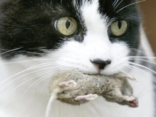 'Huiskatten moeten binnen blijven', stichting onderneemt actie