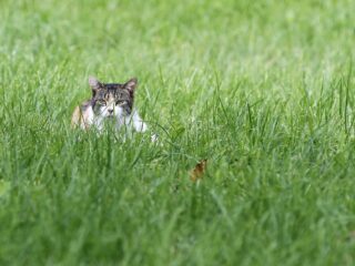 Buitenpoes of binnenkater: waar hoort de kat?